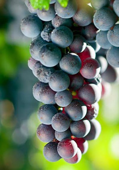 druiven uit Argentinië